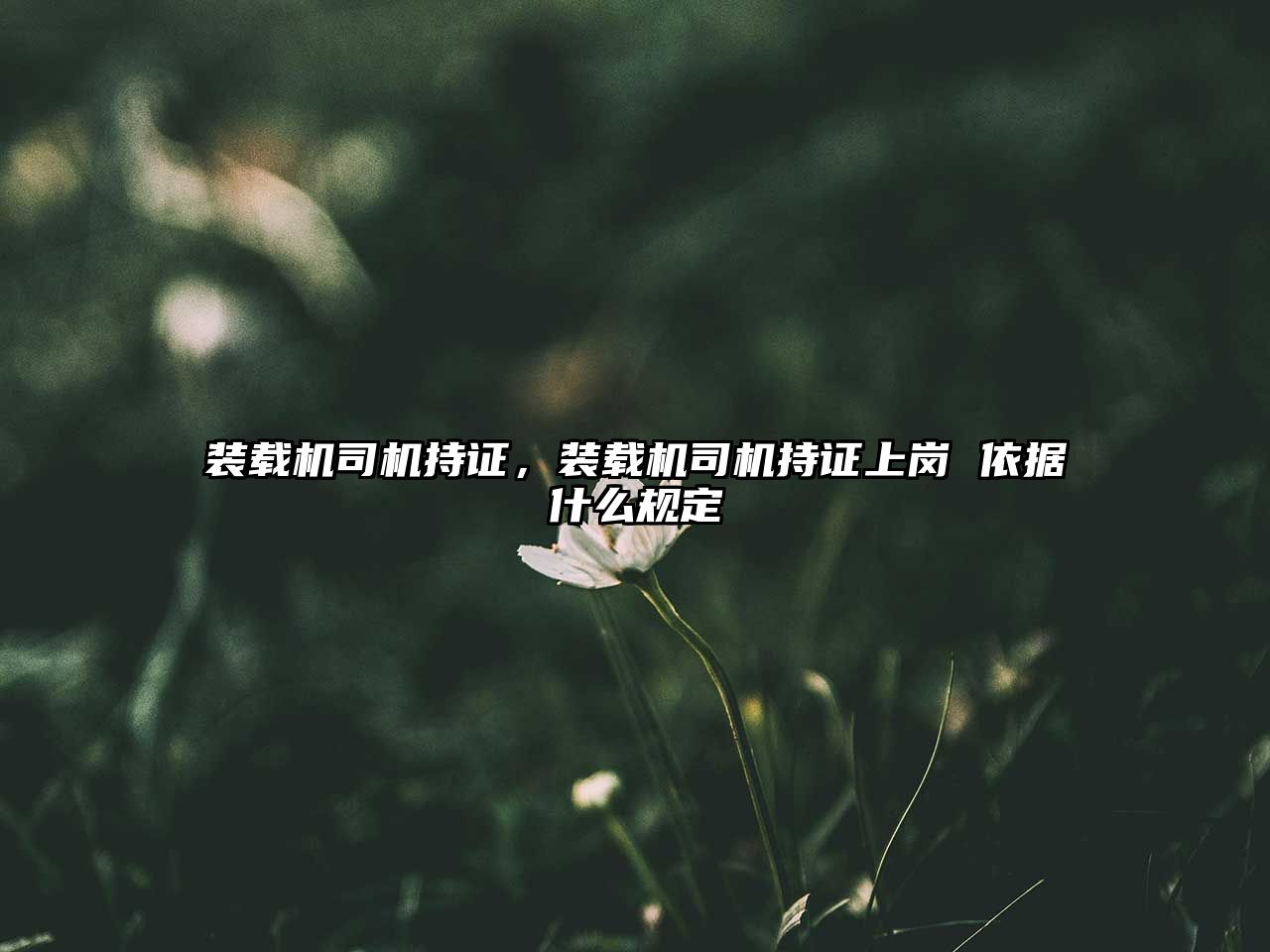 裝載機(jī)司機(jī)持證，裝載機(jī)司機(jī)持證上崗 依據(jù)什么規(guī)定